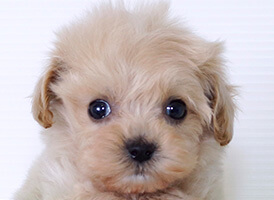 人気の犬種・犬の種類から子犬を探す 9位：ティーカッププードル